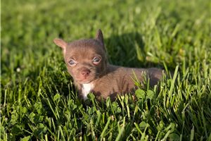 Jimmy - Chihuahua for sale