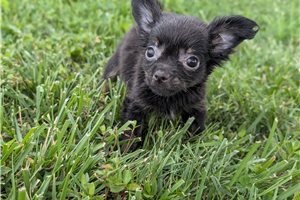 Jessica - Chihuahua for sale