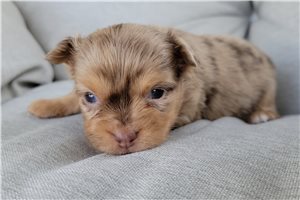 Sadie - puppy for sale