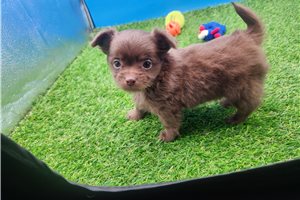 Calvin - puppy for sale