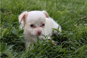 Chris - Chihuahua for sale