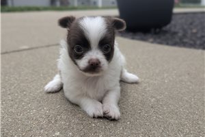 Linus - Chihuahua for sale