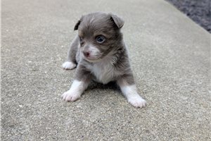Jamison - puppy for sale