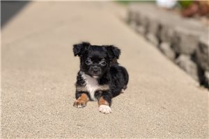 Jack - Chihuahua for sale