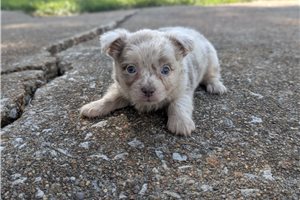 Bandit - Chihuahua for sale