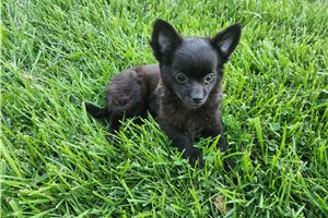 Domingo - Chihuahua for sale