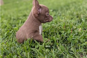Jimmy - Chihuahua for sale