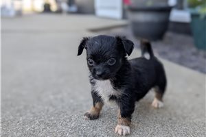 Jack - Chihuahua for sale