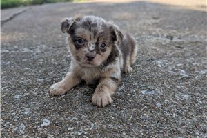 Balto - Chihuahua for sale