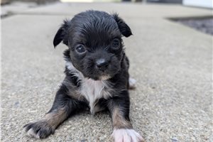 Jack - puppy for sale