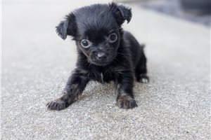 Jessica - Chihuahua for sale