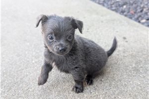 Jeremy - Chihuahua for sale
