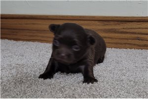 Weston | Puppies For Sale at Pawrade