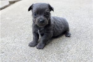 Jeremy - puppy for sale