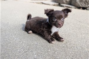 Jayden - Chihuahua for sale