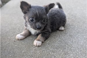 Jules - Chihuahua for sale
