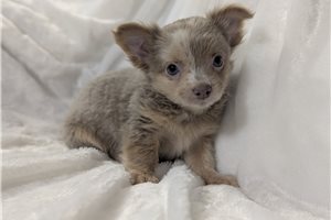 Franklin - Chihuahua for sale