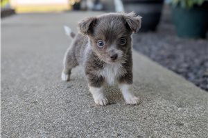 Jamison - Chihuahua for sale