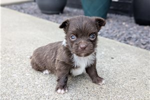Jayden - Chihuahua for sale