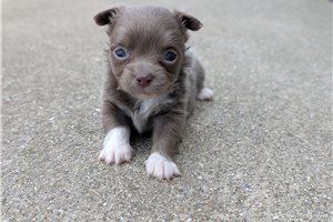 Joshua - puppy for sale