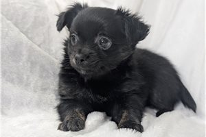 Frederick - Chihuahua for sale