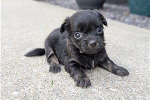 Jessica - puppy for sale