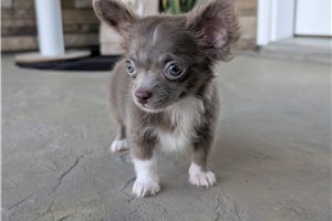 Joshua - Chihuahua for sale