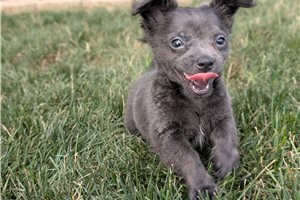 Jeremy - Chihuahua for sale