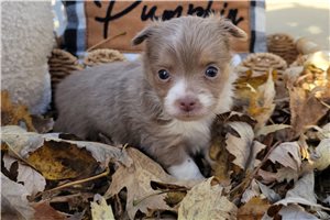 Raven - Chihuahua for sale