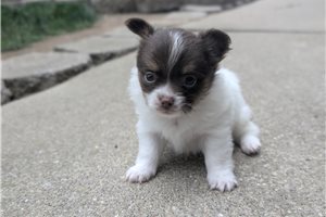 Lucian - puppy for sale
