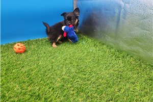 Callie - Chihuahua for sale