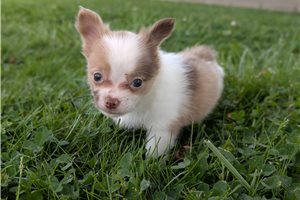 Chipper - Chihuahua for sale