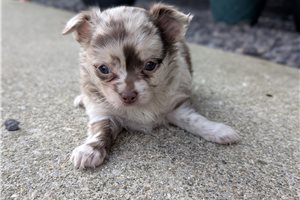 Balto - Chihuahua for sale