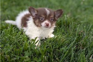 Lucian - Chihuahua for sale