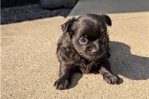 Bailey - Chihuahua for sale