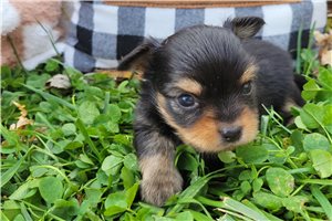 Stewart - puppy for sale
