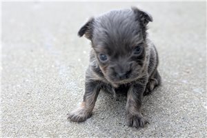 Bailey - puppy for sale
