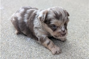 Balto - Chihuahua for sale