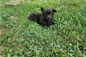 Domingo - Chihuahua for sale