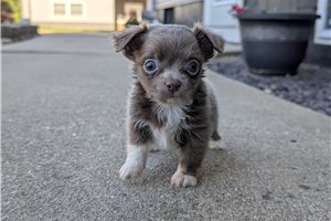 Joshua - Chihuahua for sale