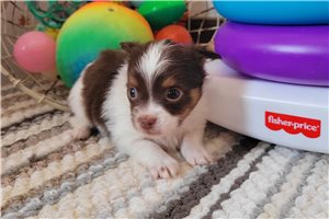 Regis - Chihuahua for sale