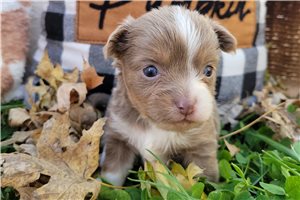 Suzie - Chihuahua for sale