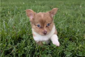Marvin - Chihuahua for sale