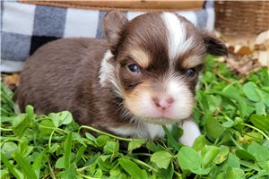 Samson - Chihuahua for sale