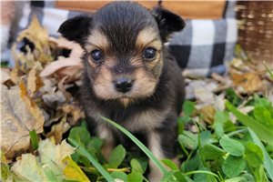 Shauna - puppy for sale