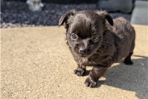 Domingo - Chihuahua for sale
