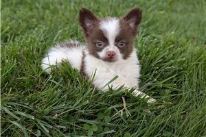 Linus - Chihuahua for sale