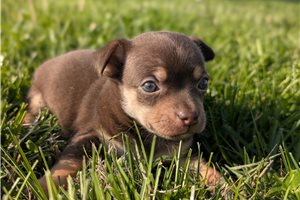 Jacob - puppy for sale