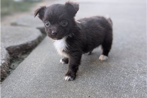 Jayden - Chihuahua for sale