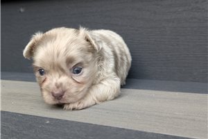 Bandit - Chihuahua for sale